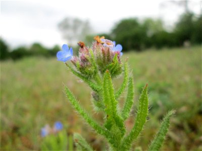 Acker-Ochsenzunge (Anchusa arvensis) auf einer Streuobstwiese in Hockenheim