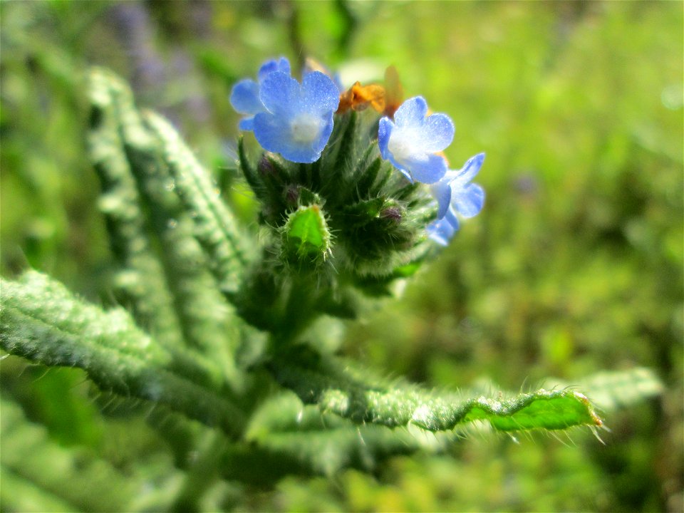 Acker-Ochsenzunge (Anchusa arvensis) zwischen A61 und Hockenheimer Baggersee am Rand der Schwetzinger Hardt