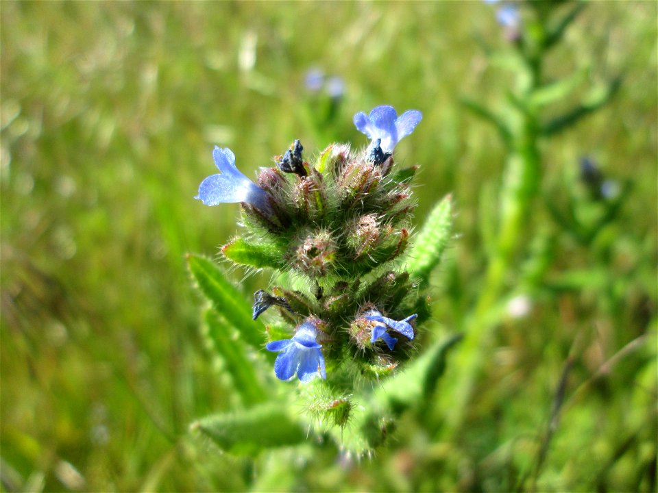 Acker-Ochsenzunge (Anchusa arvensis) auf einer Streuobstwiese in Hockenheim