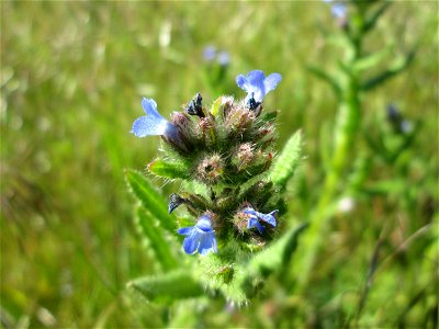 Acker-Ochsenzunge (Anchusa arvensis) auf einer Streuobstwiese in Hockenheim