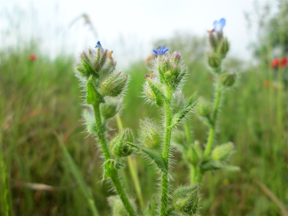 Acker-Ochsenzunge (Anchusa arvensis) am Hochwasserrückhaltebecken im Naturschutzgebiet „Bachwiesen/Leopoldswiesen“ im Hockenheimer Rheinbogen