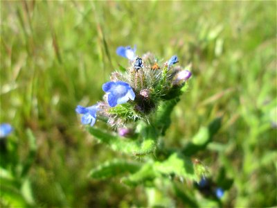 Acker-Ochsenzunge (Anchusa arvensis) auf einer Streuobstwiese in Hockenheim