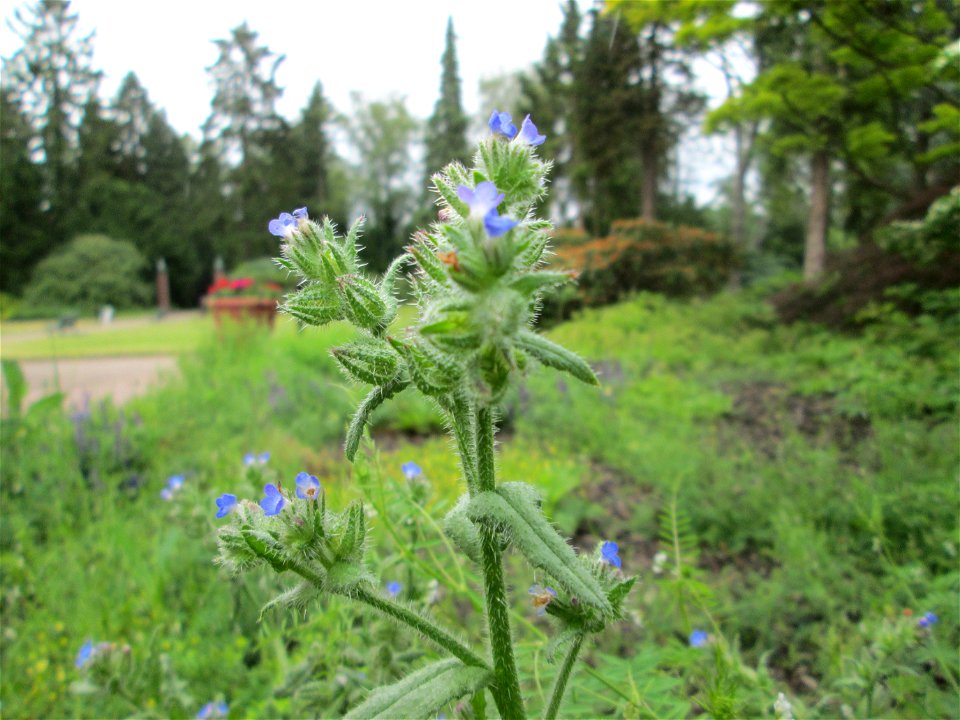 Acker-Ochsenzunge oder Acker-Krummhals (Anchusa arvensis) am Hauptfriedhof in Alt-Saarbrücken
