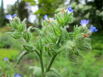 Acker-Ochsenzunge oder Acker-Krummhals (Anchusa arvensis) am Hauptfriedhof in Alt-Saarbrücken
