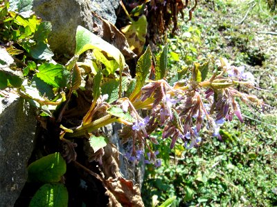 Trachystemon orientalis