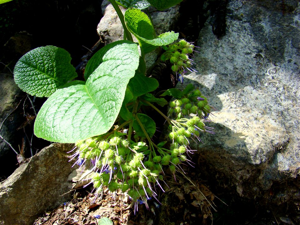 Trachystemon orientalis