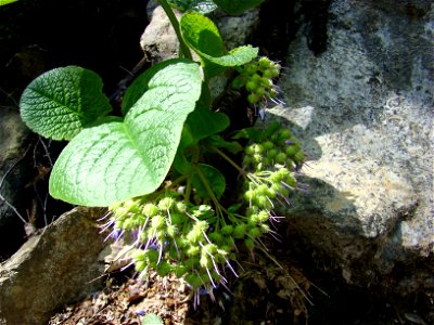 Trachystemon orientalis