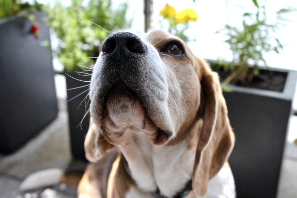 Portrait animal snout