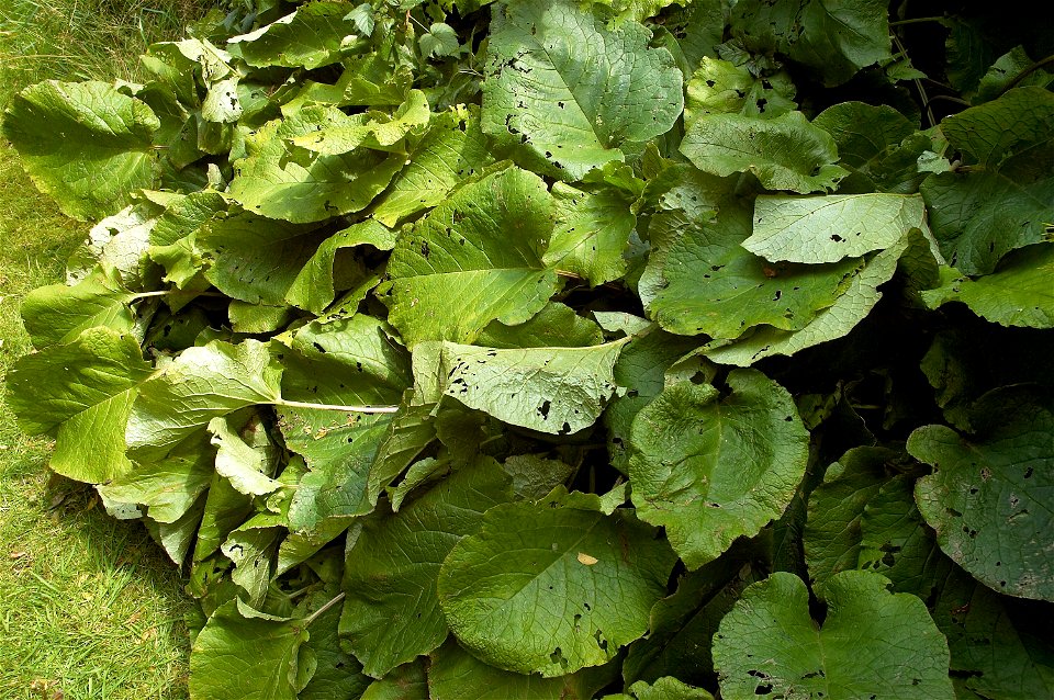 Abraham-Isaac-Jacob. Length of the leaves about 36 cm