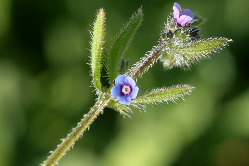 Asperugo procumbens