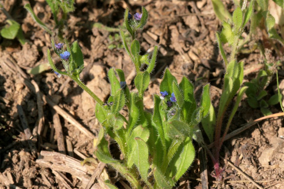 Asperugo procumbens