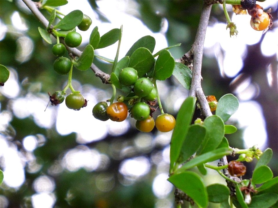 Ripe fruits of Ehretia rigida
