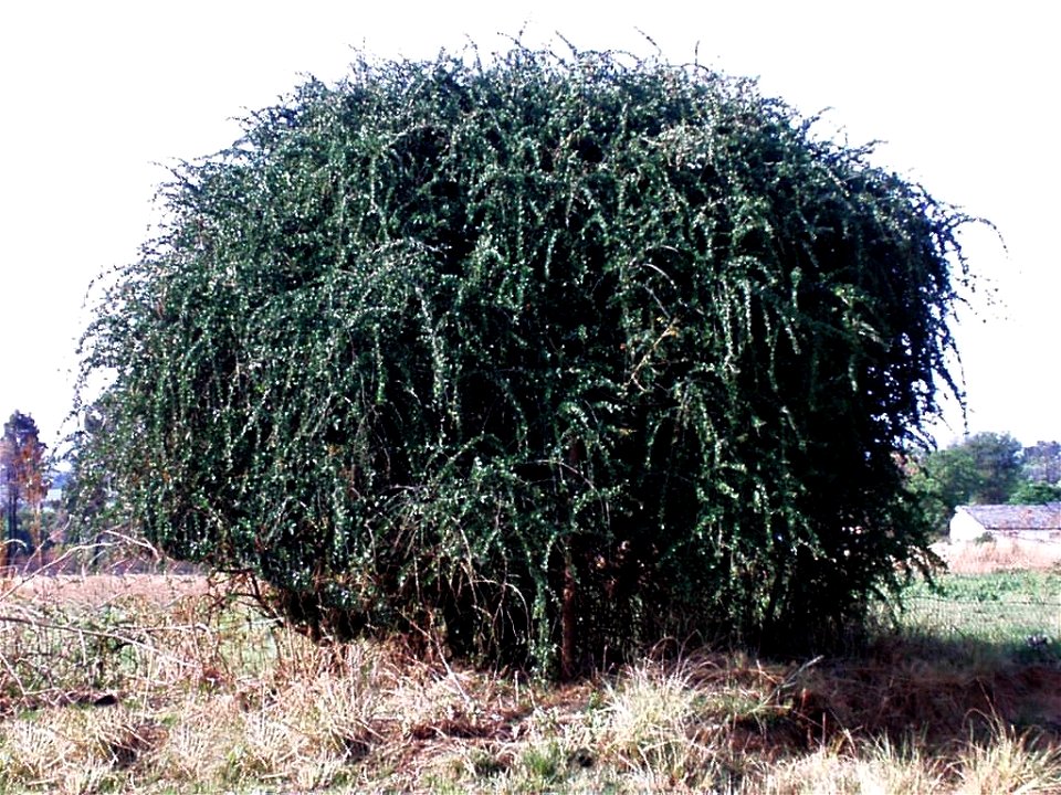 Habit of Ehretia rigida