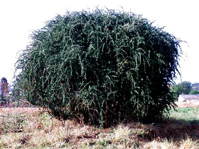 Habit of Ehretia rigida