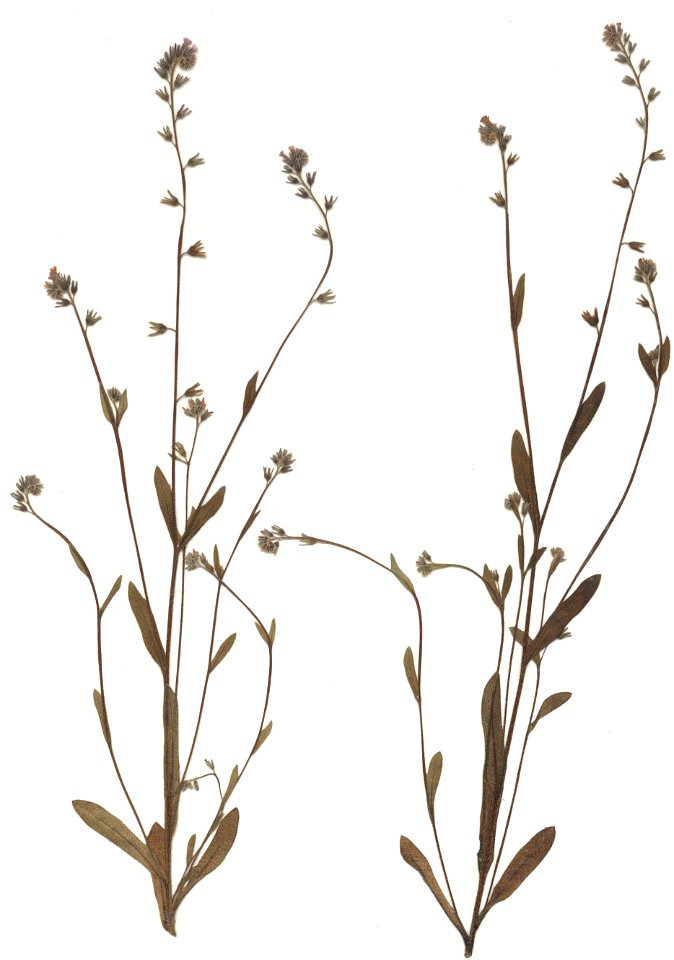 Myosotis discolor, eigener Herbarbeleg von 1983, Unterfranken