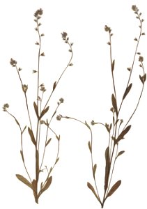 Myosotis discolor, eigener Herbarbeleg von 1983, Unterfranken