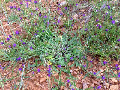 Echium creticum habit Campo de Calatrava, Spain