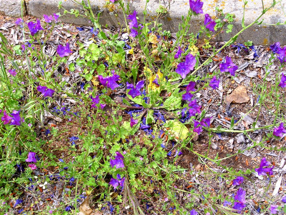 Echium creticum subsp. coincyanum habit, Dehesa Boyal de Puertollano, Spain
