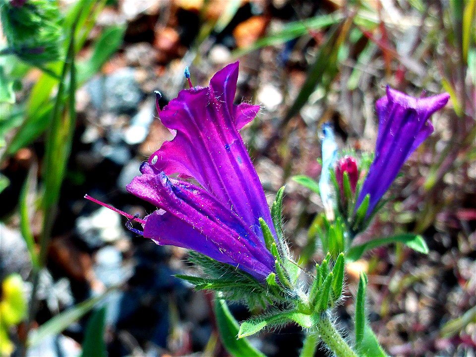 Echium creticum subsp. coincyanum Flowers Closeup  Dehesa Boyal de Puertollano, Spain