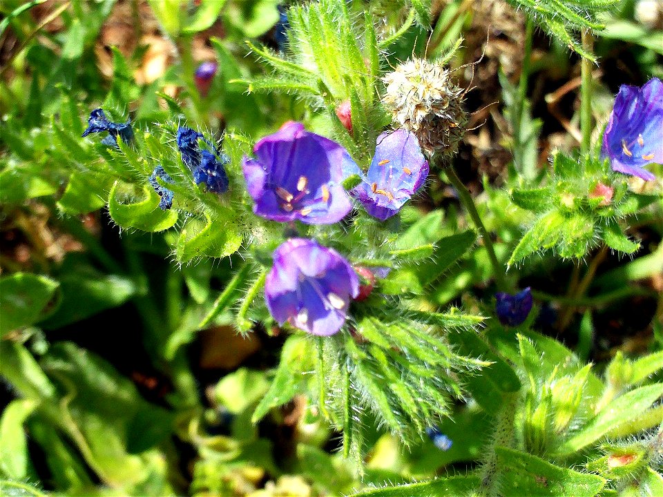 Echium creticum subsp. coincyanum Flowers Closeup  Dehesa Boyal de Puertollano, Spain