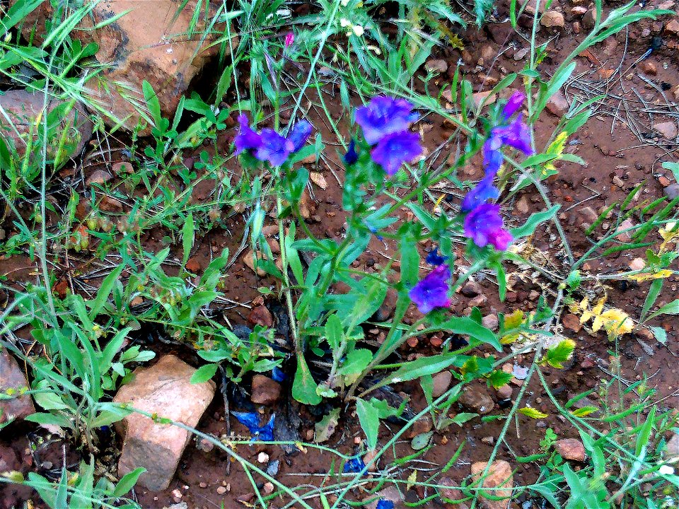 Echium creticum subsp. coincyanum Habitus Dehesa Boyal de Puertollano, Spain