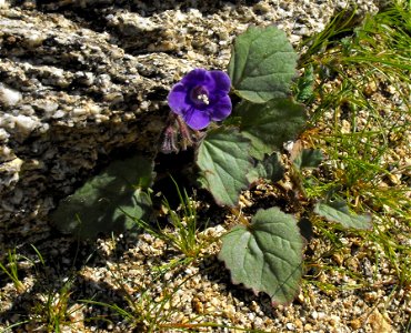 Phacelia minor in Anza Borrego Desert State Park, California, USA.