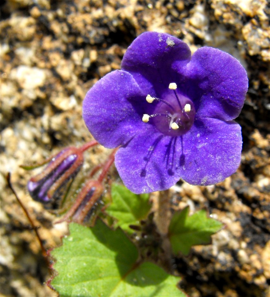 Phacelia minor in Anza Borrego Desert State Park, California, USA.