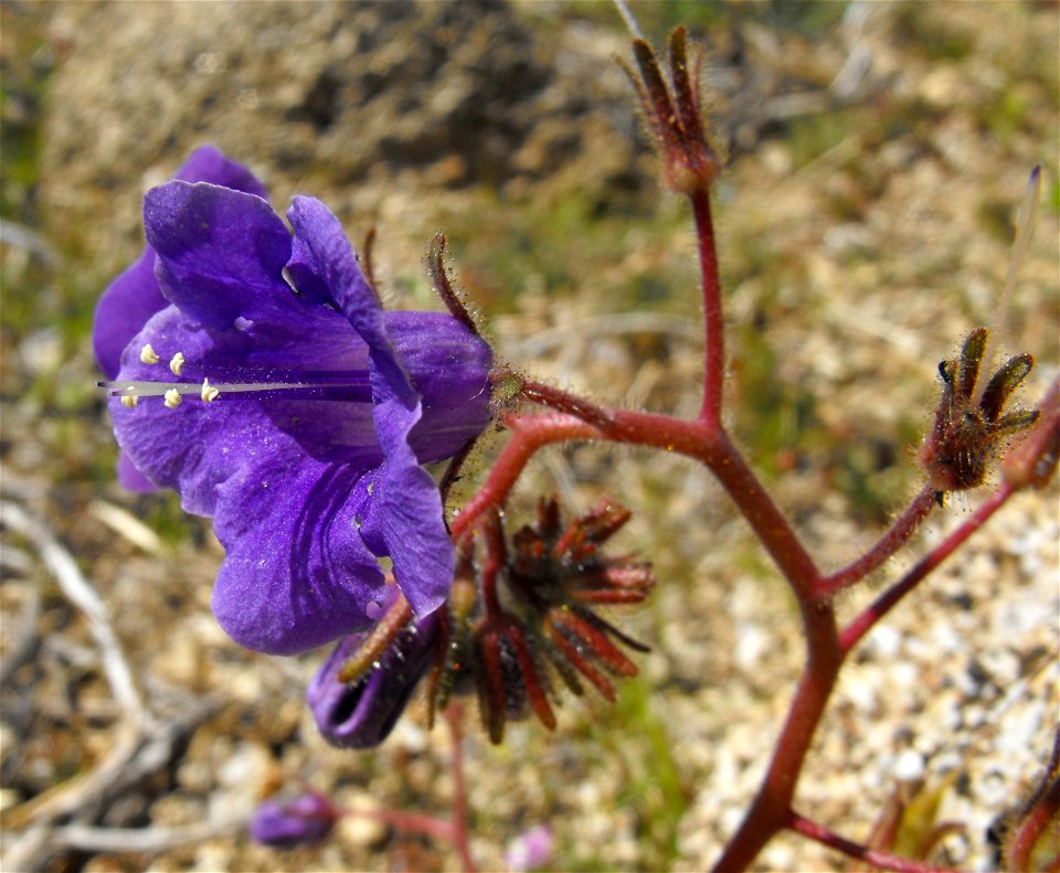 Phacelia minor in Anza Borrego Desert State Park, California, USA.