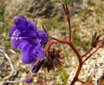 Phacelia minor in Anza Borrego Desert State Park, California, USA.