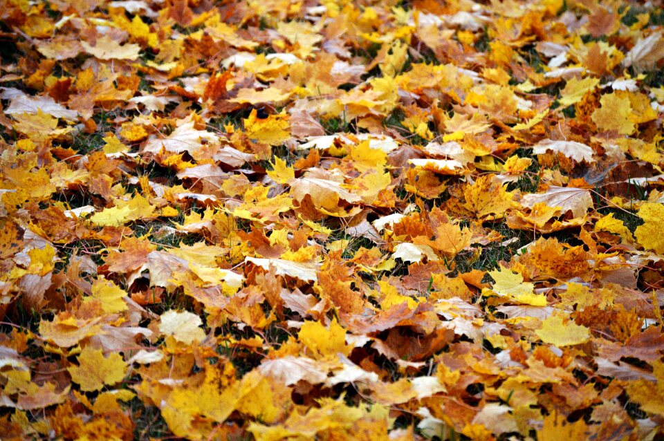 Landscape tree leaves