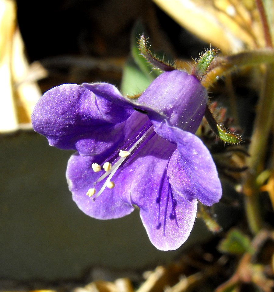 Phacelia minor in Anza Borrego Desert State Park, California, USA.