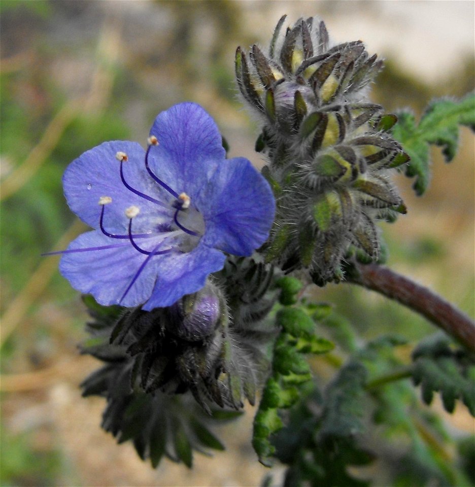 Phacelia distans in Anza Borrego Desert State Park, California, USA.