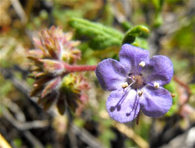 Phacelia distans in Anza Borrego Desert State Park, California, USA. photo