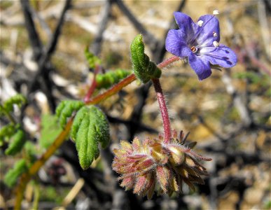 Phacelia distans in Anza Borrego Desert State Park, California, USA.