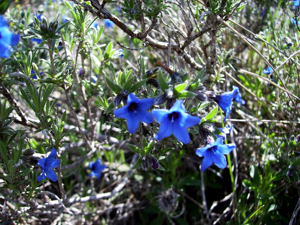 Lithospermum fruticosum in the wild Castelltallat Catalonia