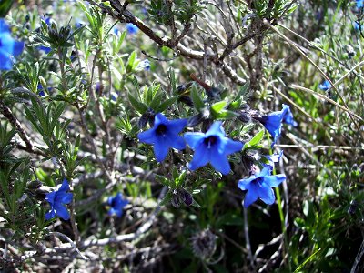Lithospermum fruticosum in the wild Castelltallat Catalonia