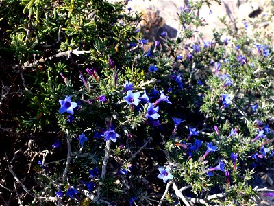 Lithodora fruticosa en el Puntal del Moco (Parque Natural de la Sierra de la Muela) en Cartagena (Spain)