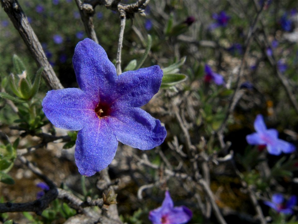 Flor (Rivas Vaciamadrid, Madrid)