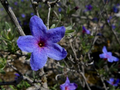 Flor (Rivas Vaciamadrid, Madrid)