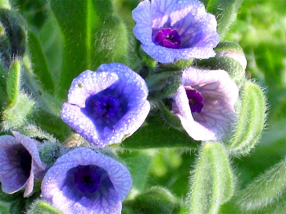Cynoglossum creticum flower close up Campo de Calatrava, Spain