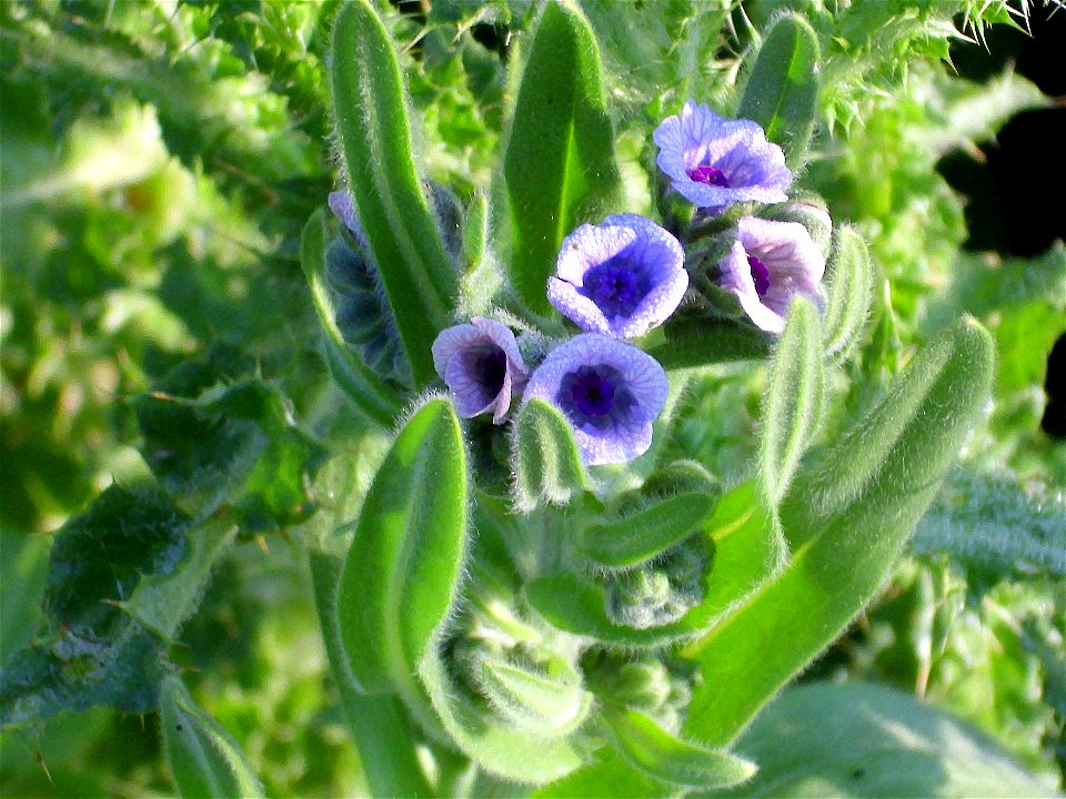 Cynoglossum creticum flowers Campo de Calatrava, Spain
