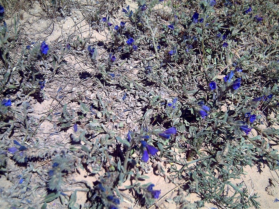 Echium_sabulicola en La Mata Torrevieja, Spain.