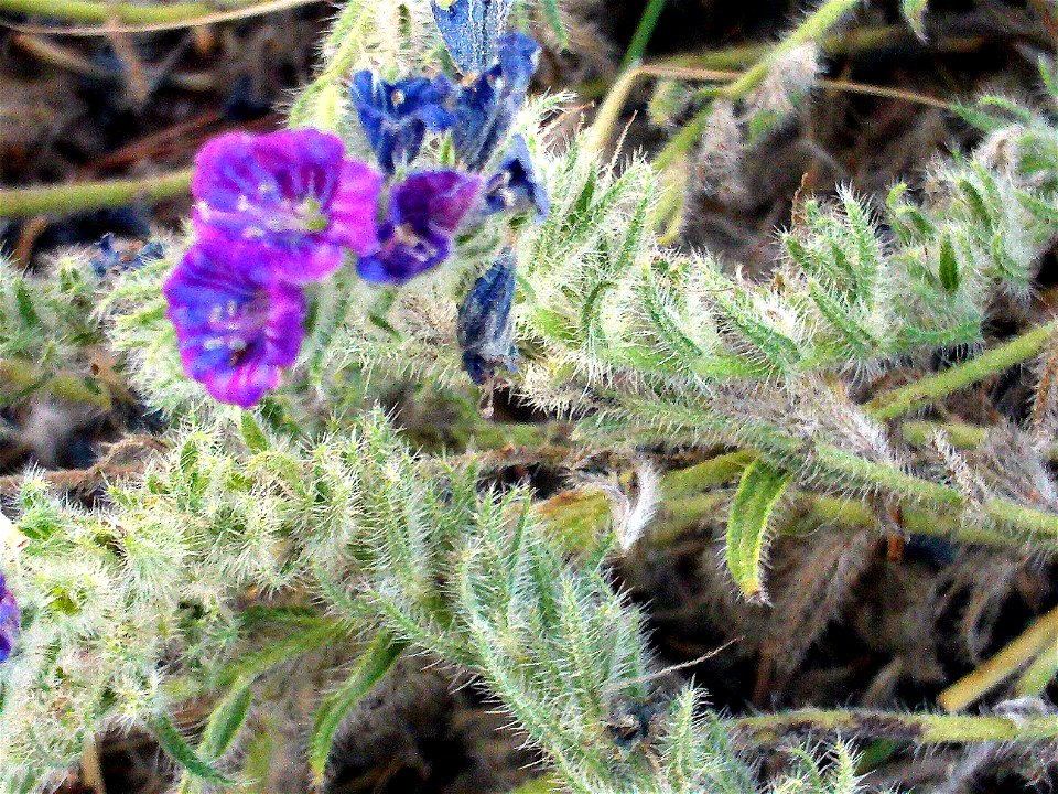 Echium sabulicola Close up in Parque Natural de las Lagunas de La Mata y Torrevieja Spain