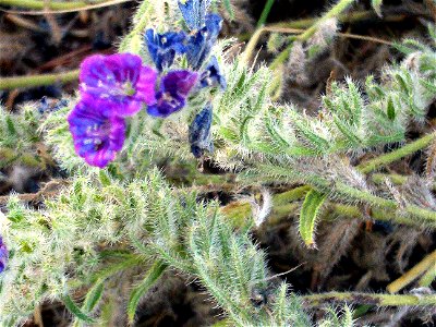 Echium sabulicola Close up in Parque Natural de las Lagunas de La Mata y Torrevieja Spain
