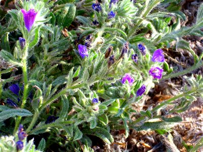 Echium sabulicola flowers close up, La Mata, Torrevieja, Alicante, Spain