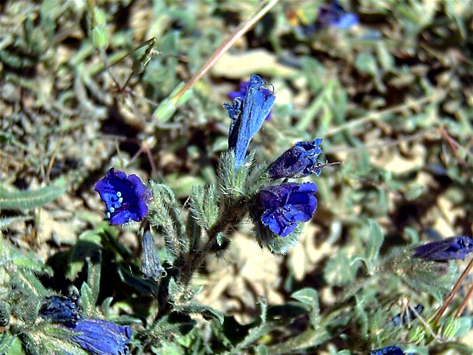 Echium_sabulicola en La Mata Torrevieja, Spain.