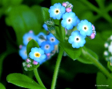Myosotis maritima