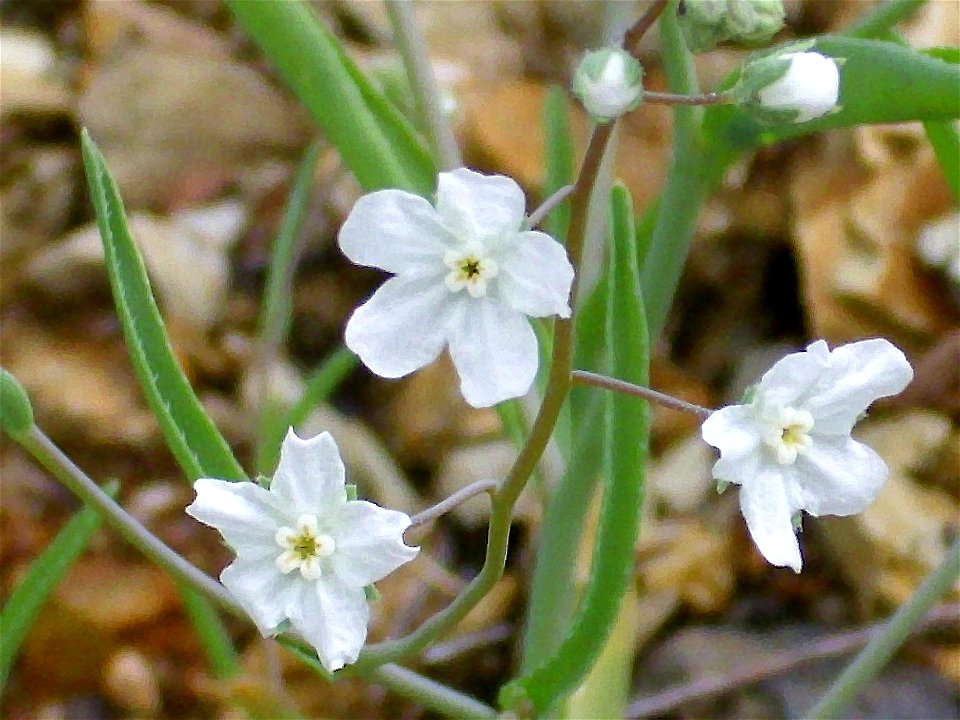 Omphalodes linifolia flowers close up, Sierra Madrona, Spain