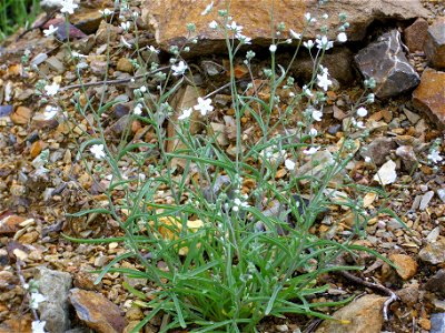 Omphalodes linifolia habit, Sierra Madrona, Spain