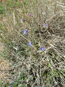Anchusa species, Nature reserve Pura, Israel